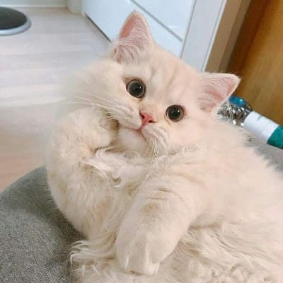 Fitriani Putri avatar